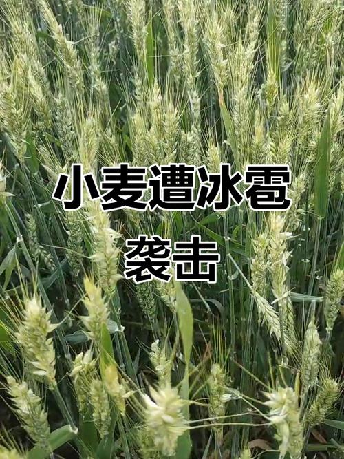 河南今日天气安阳？河南省安阳市今日天气？-第4张图片-优品飞百科