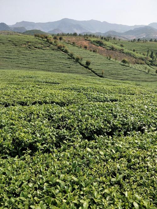 今日黄州天气温度？今日黄州天气温度多少度？-第3张图片-优品飞百科