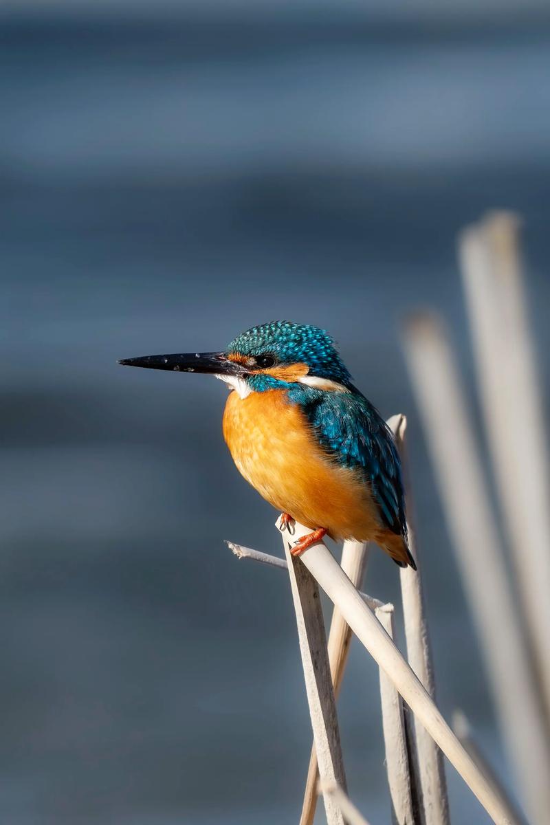 佳能m200历史费用，佳能m200上市费用？