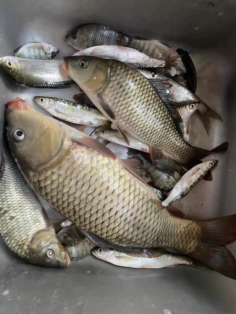 渑池天气预报今日？渑池最新天气预报？-第2张图片-优品飞百科