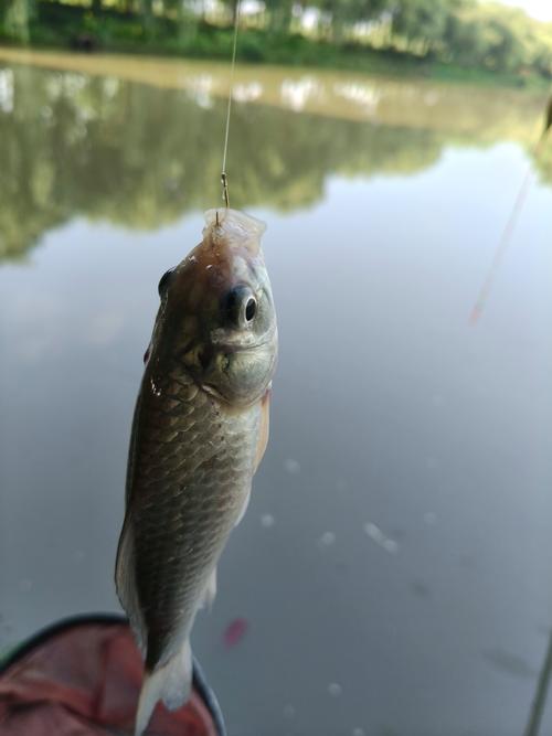 今日小吕前营天气，春天到了刺猬说什么？-第3张图片-优品飞百科