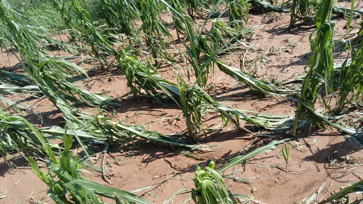 运城今日冰雹天气，山西运城冰雹灾害新闻-第5张图片-优品飞百科