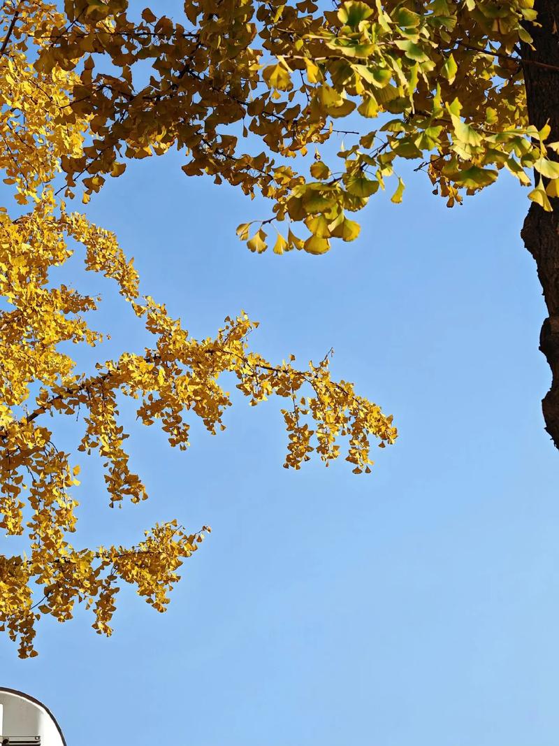 成都今日天气文案，小度小度成都今天的天气-第4张图片-优品飞百科