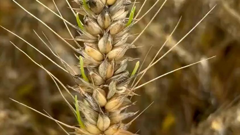 武陟天气今日图片？焦作武陟今天天气预报？-第5张图片-优品飞百科