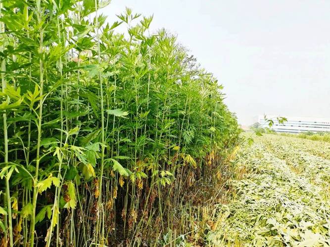 长坝今日天气预报,长坝今日天气预报查询?-第2张图片-优品飞百科 长坝今日天气预报,长坝今日天气预报查询?-第2张图片-优品飞百科