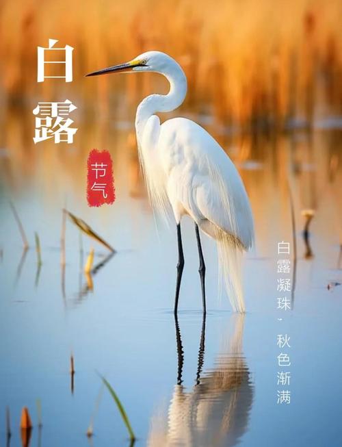 今日白露天气凉爽，今天白露是怎么解释？-第1张图片-优品飞百科