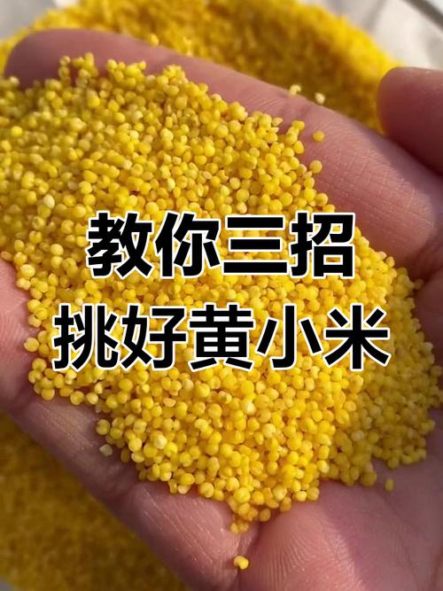 小米有白色的吗？小米里的白色虫子叫什么？-第2张图片-优品飞百科