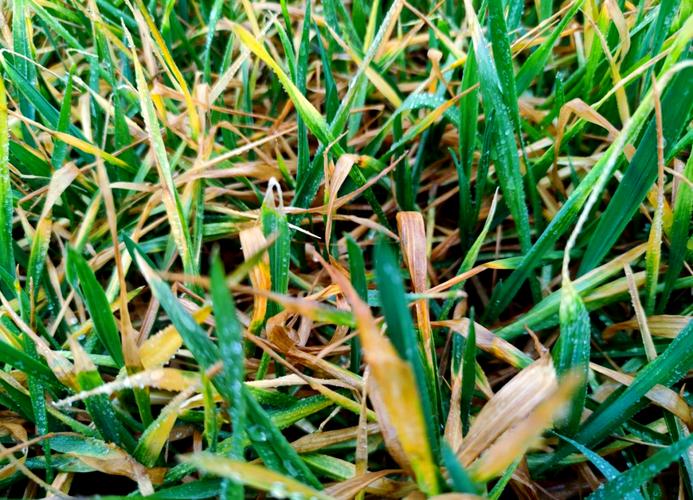 今日淮南下雪天气，今日淮南下雪天气情况？-第4张图片-优品飞百科