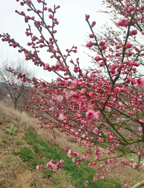 贵州梅园今日天气，梅源天气预报？-第2张图片-优品飞百科