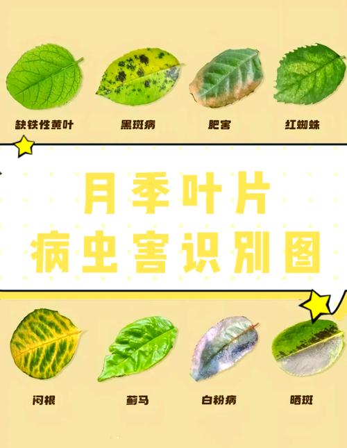 海南花场今日天气，海南花场今日天气怎么样？-第5张图片-优品飞百科