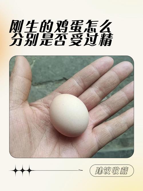 今晚天气今日蛋价，今天的蛋价？-第3张图片-优品飞百科