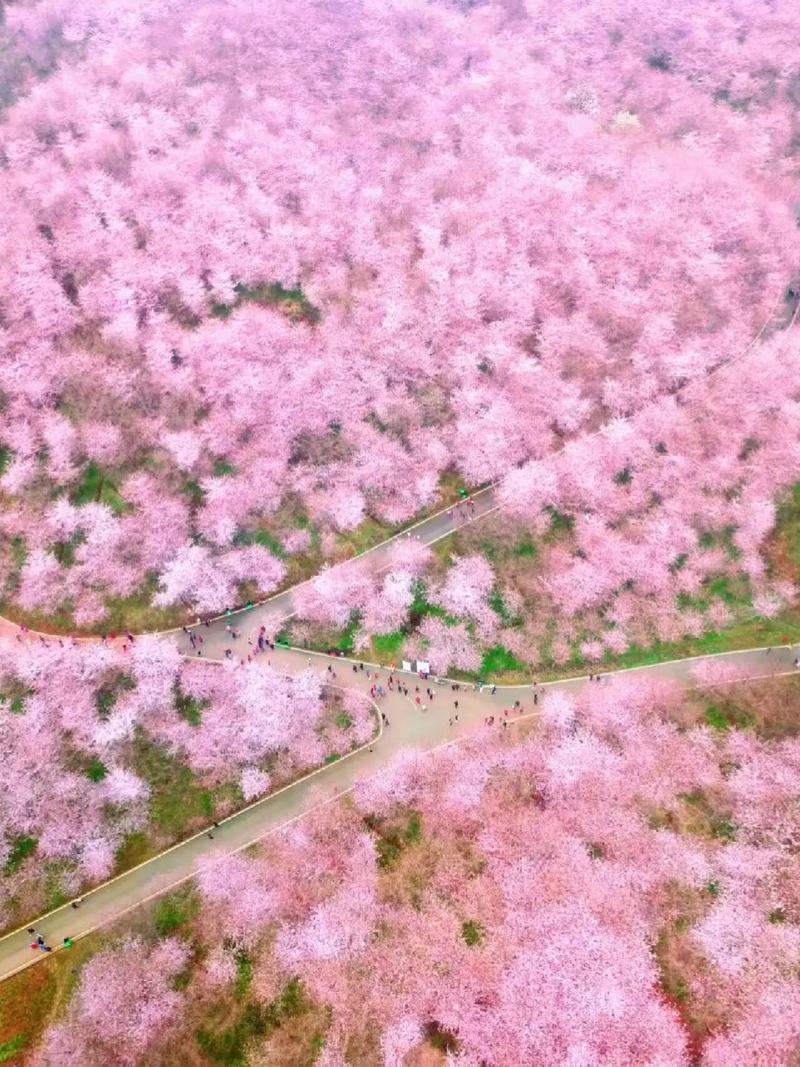 安顺平坝天气今日？贵州,平坝天气？-第3张图片-优品飞百科