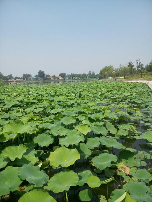 河菏今日天气预报，河菏今日天气预报查询-第2张图片-优品飞百科