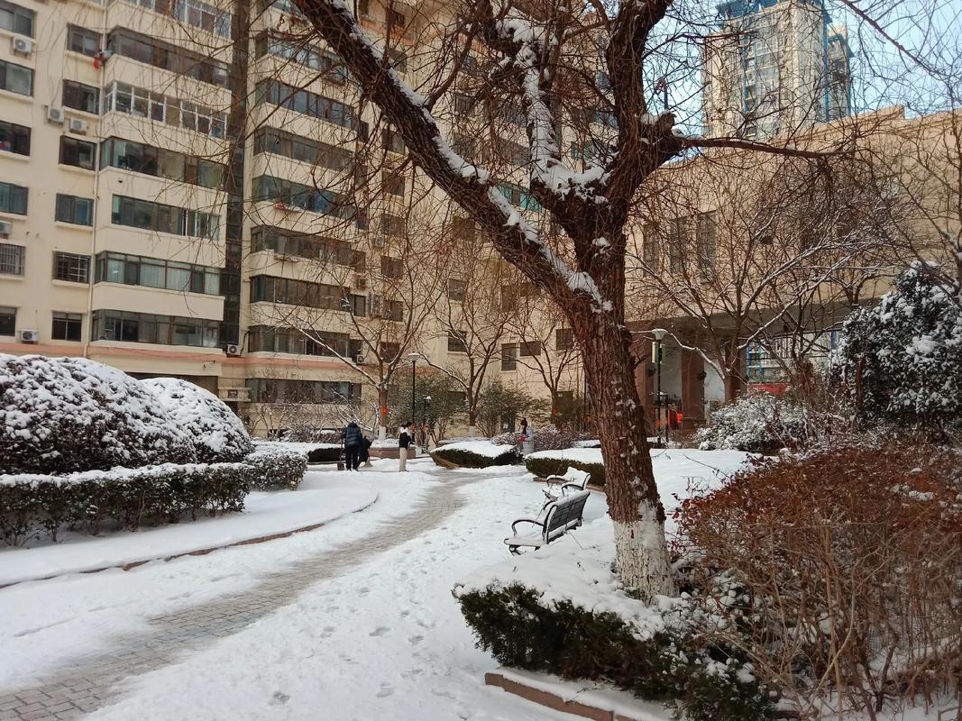 青岛今日下雪天气，青岛又下雪了？-第2张图片-优品飞百科